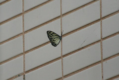 Cyclosia papilionaris