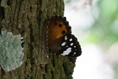 Paralethe dendrophilus junodi