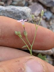 Gilia scopulorum