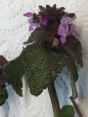 Lamium purpureum