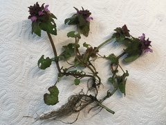 Lamium purpureum
