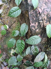 Ficus sarmentosa henryi