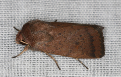 Proteuxoa porphyrescens