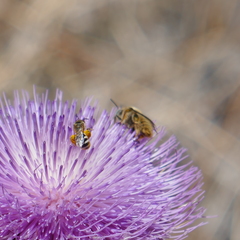 Lasioglossum sisymbrii