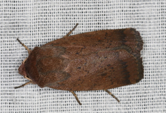 Proteuxoa porphyrescens