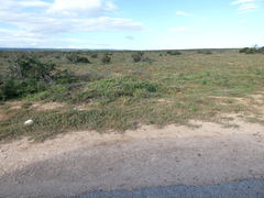 Mesembryanthemum aitonis