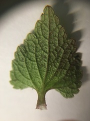Lamium purpureum