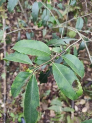 Ilex chinensis