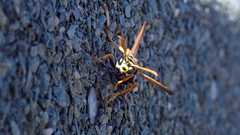 Polistes dominula