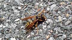 Polistes dominula
