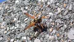 Polistes dominula