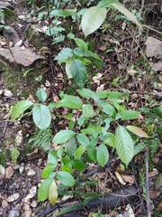 Photinia parvifolia