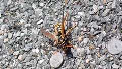 Polistes dominula