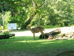Rusa timorensis