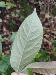 Photinia parvifolia