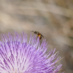 Lasioglossum sisymbrii