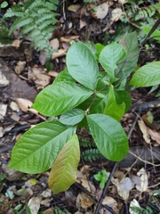 Photinia parvifolia