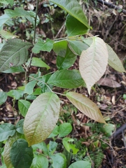 Photinia parvifolia