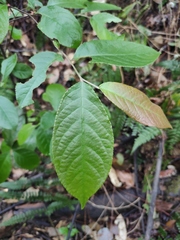 Photinia parvifolia