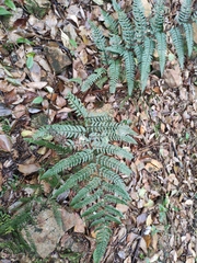 Dryopteris championii