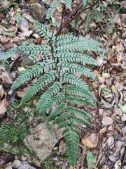 Dryopteris championii