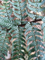 Dryopteris championii
