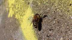 Apis mellifera
