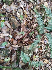 Dryopteris championii