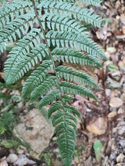 Dryopteris championii