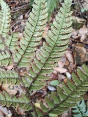 Dryopteris championii