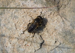Platynochaetus setosus