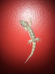 Dutch Leaf-Toed Gecko photo 3