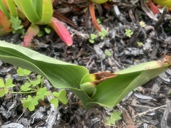 Platanthera elongata