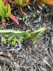 Platanthera elongata