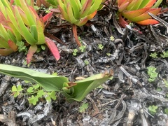 Platanthera elongata