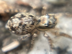 Mexigonus morosus