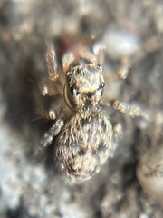 Mexigonus morosus