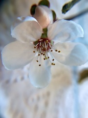 Prunus
