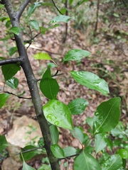 Pyrus betulifolia
