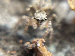 Mexigonus morosus