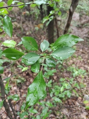 Pyrus betulifolia