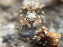 Mexigonus morosus