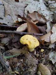Cantharellus flavus