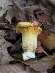 Cantharellus flavus