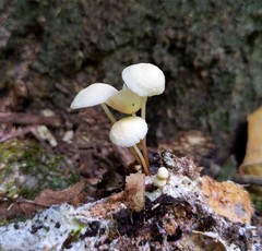 Marasmius delectans