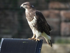 Buteo buteo