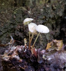 Marasmius delectans