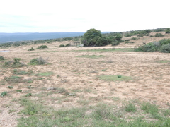 Mesembryanthemum aitonis