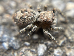 Mexigonus morosus
