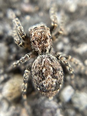 Mexigonus morosus